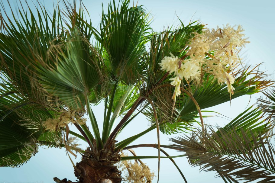 Финиковая пальма цветок