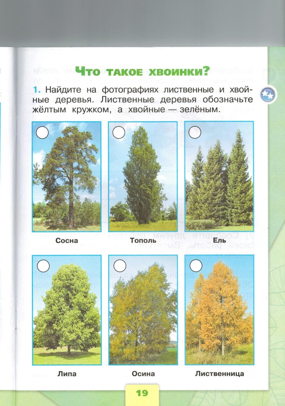 Деревья ддлядошкольников