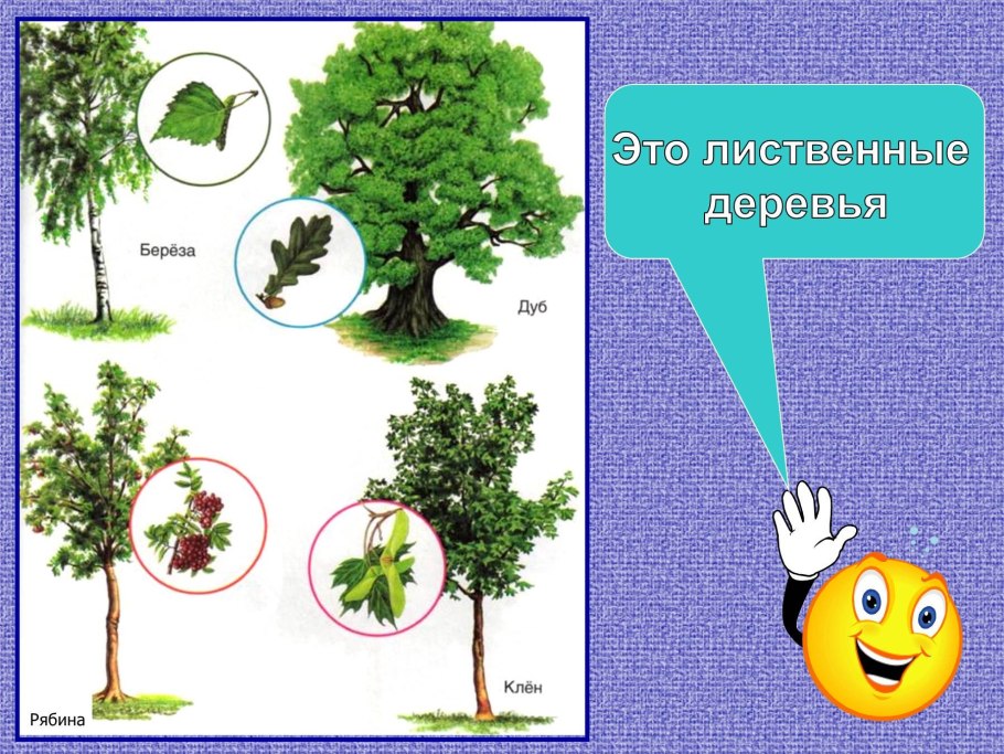 Лиственные деревья