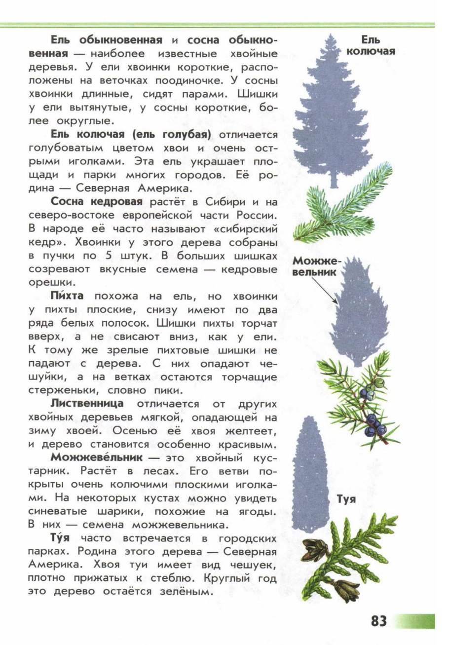 Деревья по окружающему миру