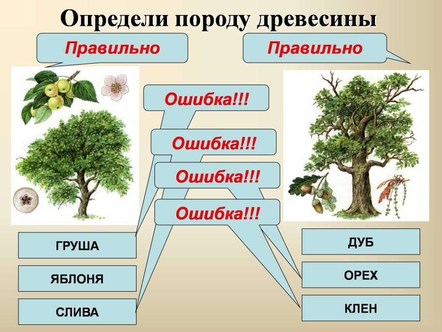 Лексическая тема хвойные и лиственные деревья