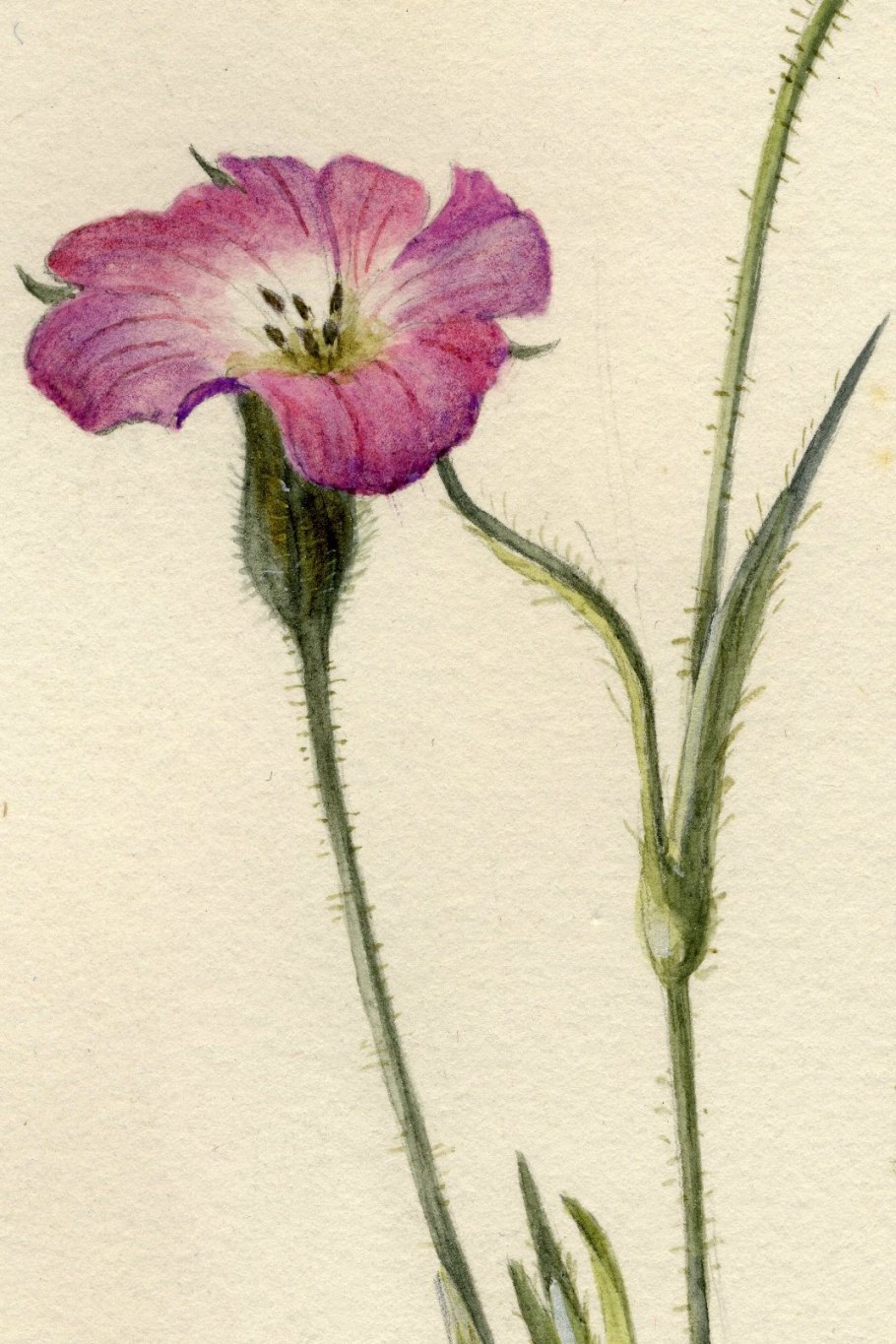 Agrostemma githago