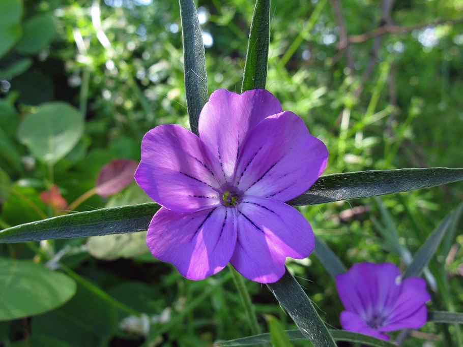 Agrostemma githago