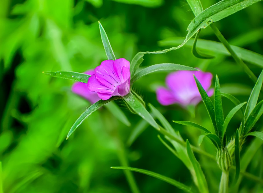 Куколь обыкновенный (Agrostemma githago l.)
