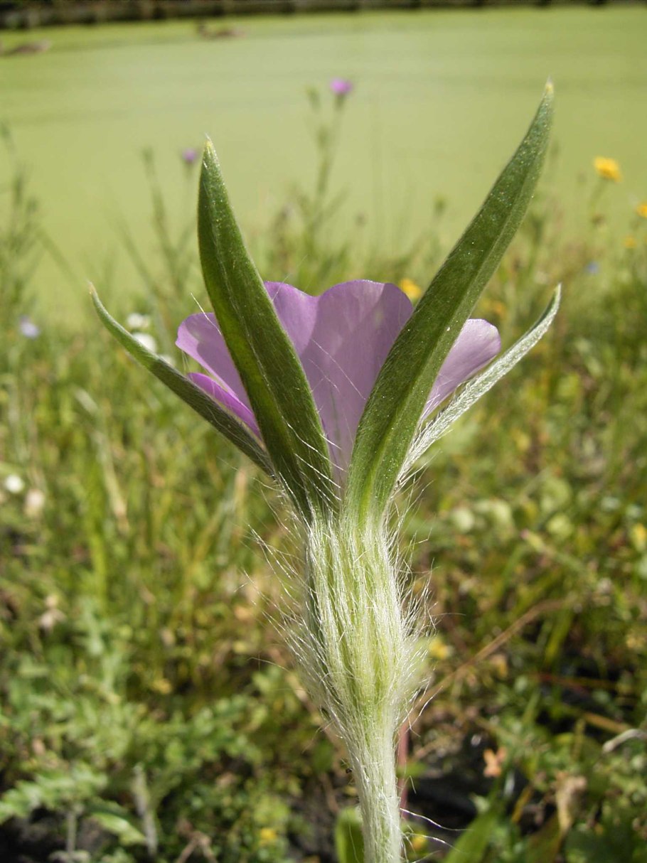 Куколь обыкновенный (Agrostemma githago l.)