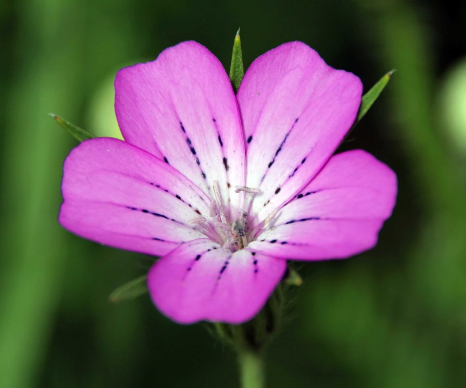 Agrostemma githago