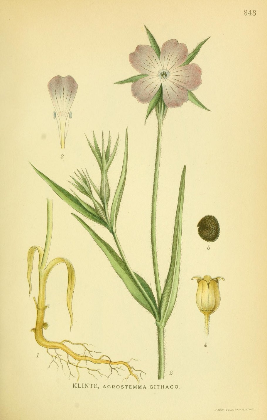 Куколь обыкновенный (Agrostemma githago l.)