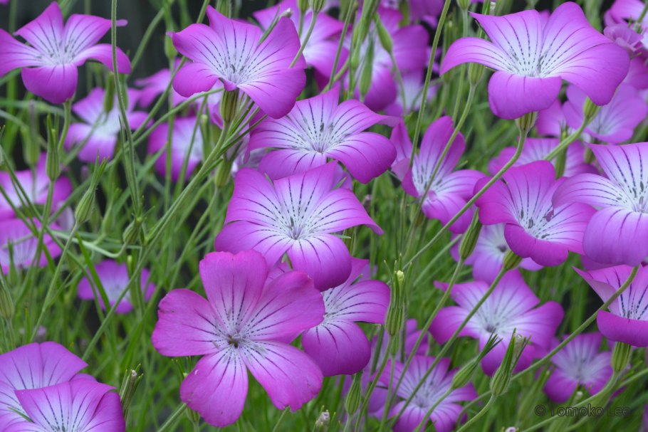 Agrostemma githago