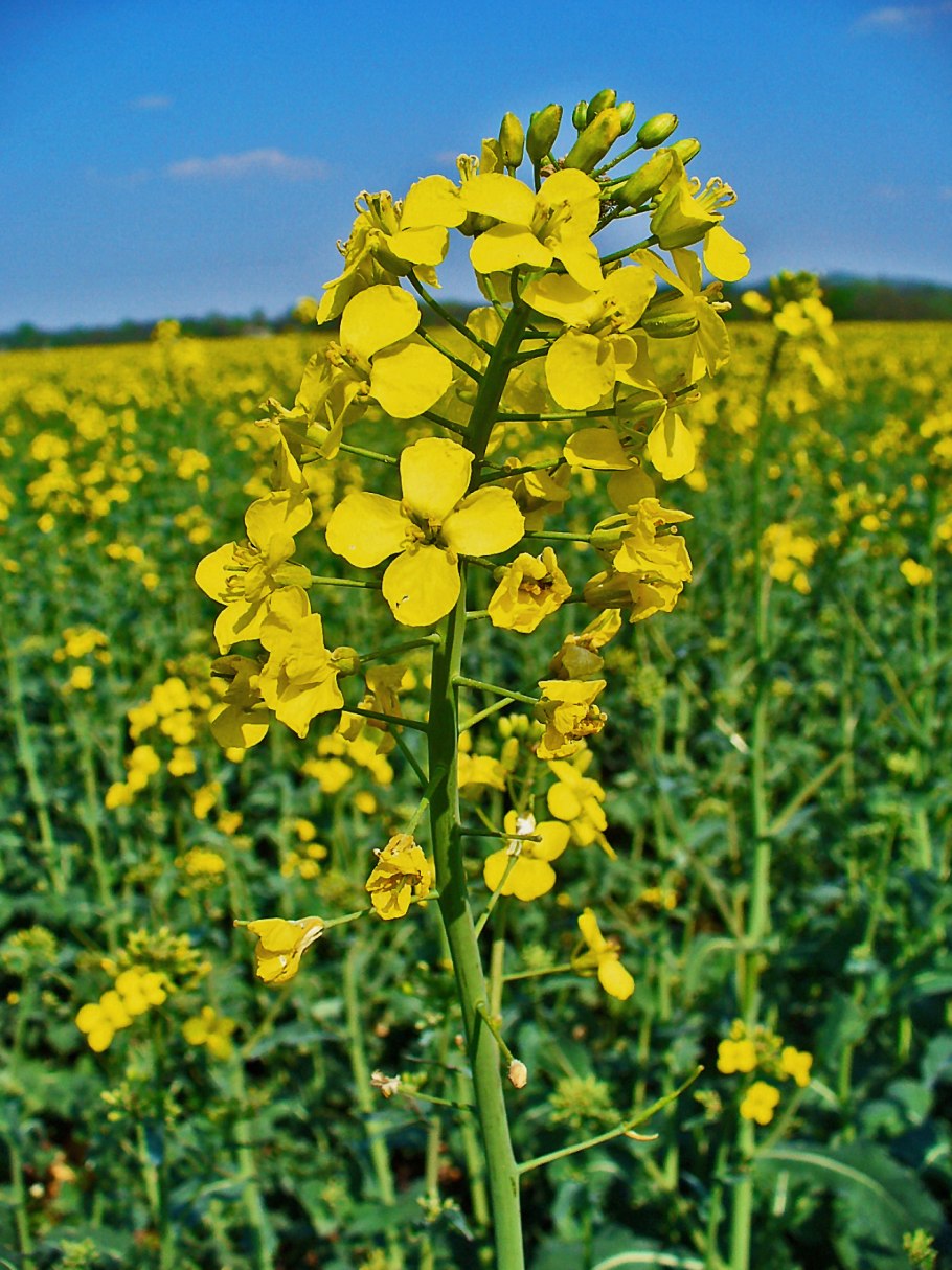 Рапс – Brassica napus.