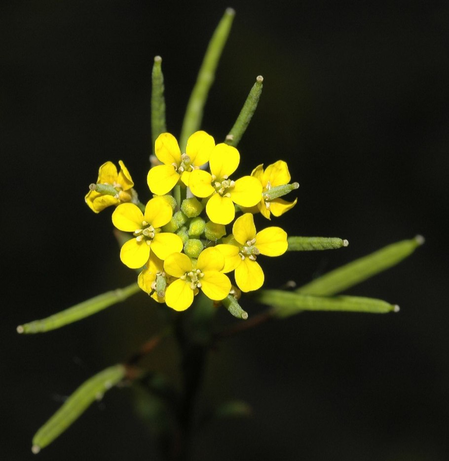 Ярутка Полевая соцветие