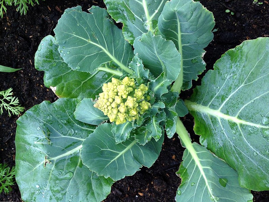 Cauliflower plant
