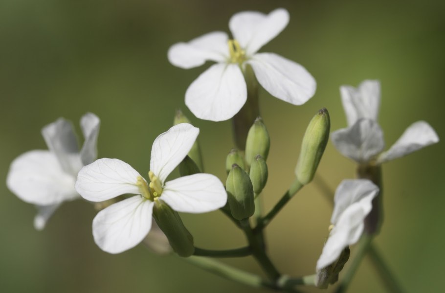 Крестоцветные соцветие редька