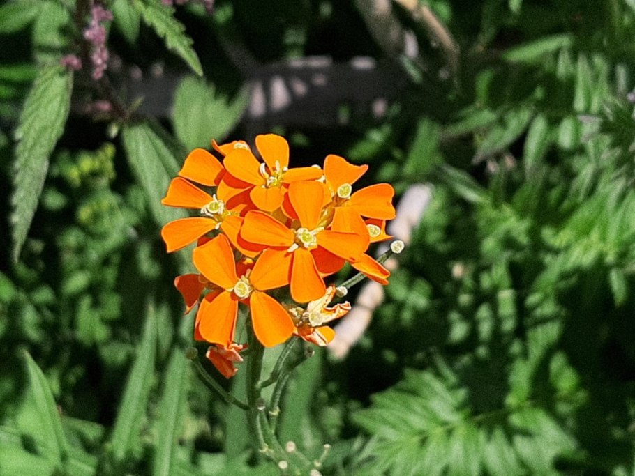 Желтушник кавказский