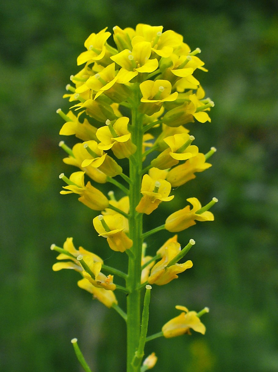 Сурепка Barbarea vulgaris
