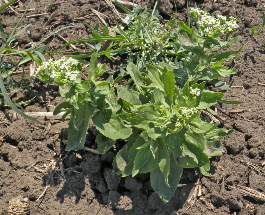 Brassicaceae семейство