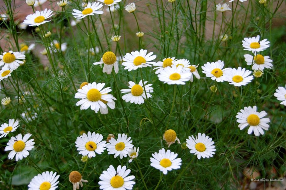 Ромашка Римская (Anthemis Nobilis)