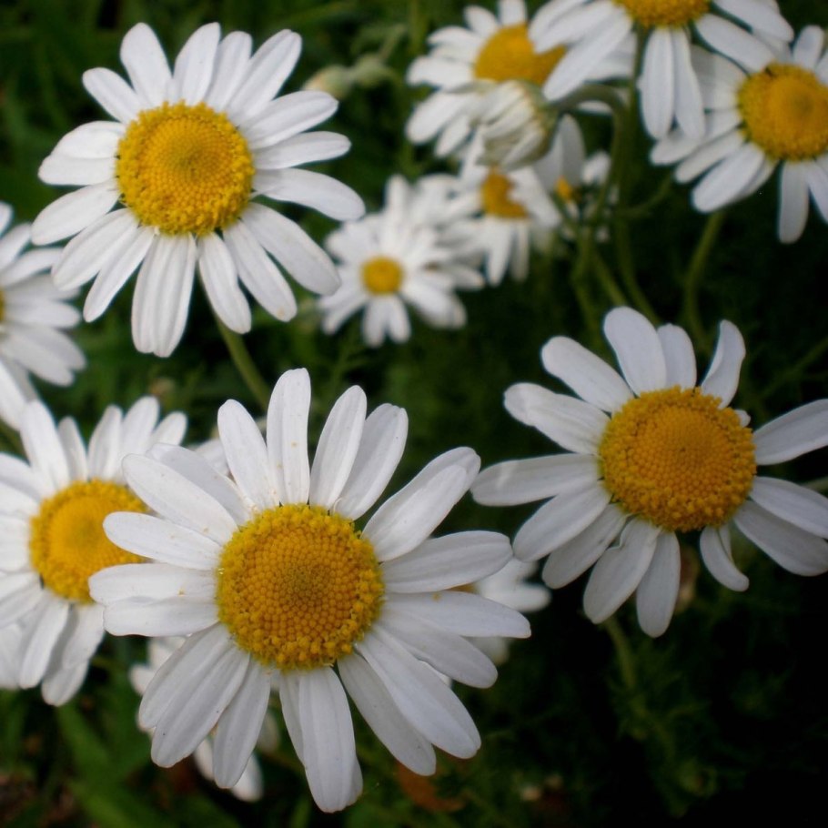 Пупавка Римская