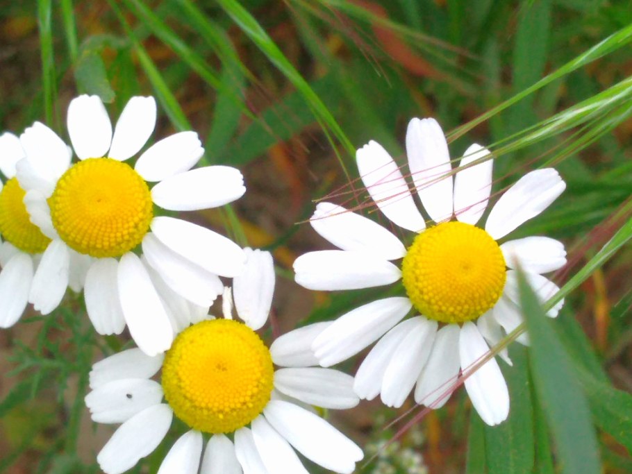 Пупавка Полевая - Ánthemis arvénsis