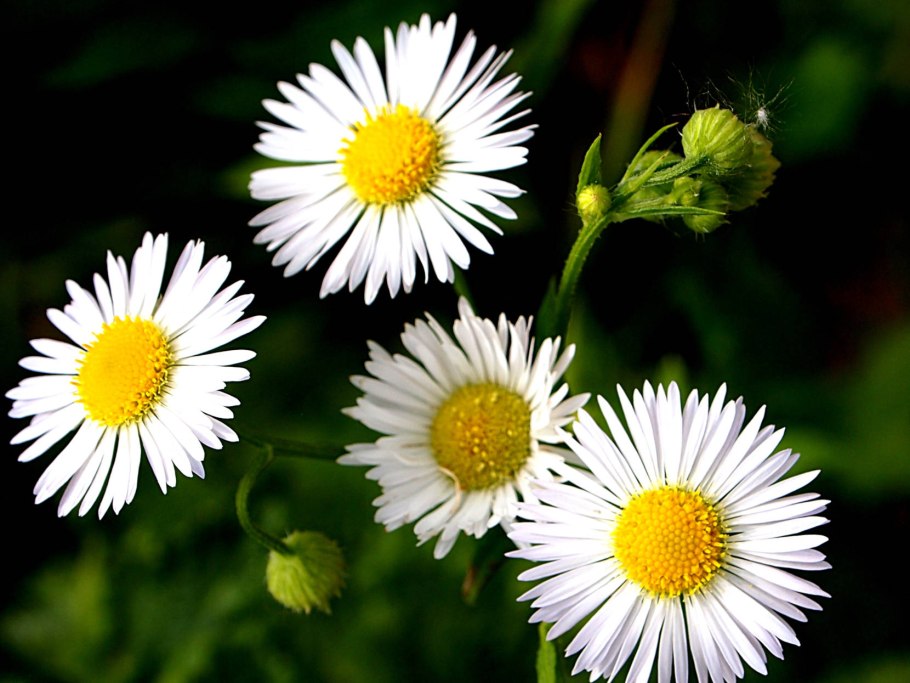 Ромашка Римская (Chamaemelum Nobile/ Anthemis Nobilis) -