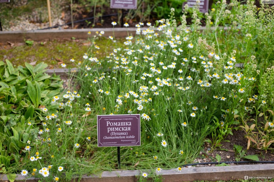 Ромашка (Anthemis Nobilis)