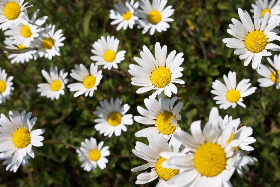 Anthemis Nobilis макро Ромашка