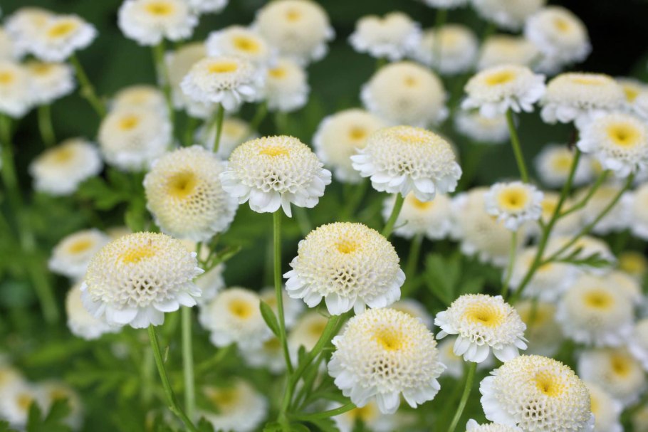 Ромашка Римская (Anthemis Nobilis)