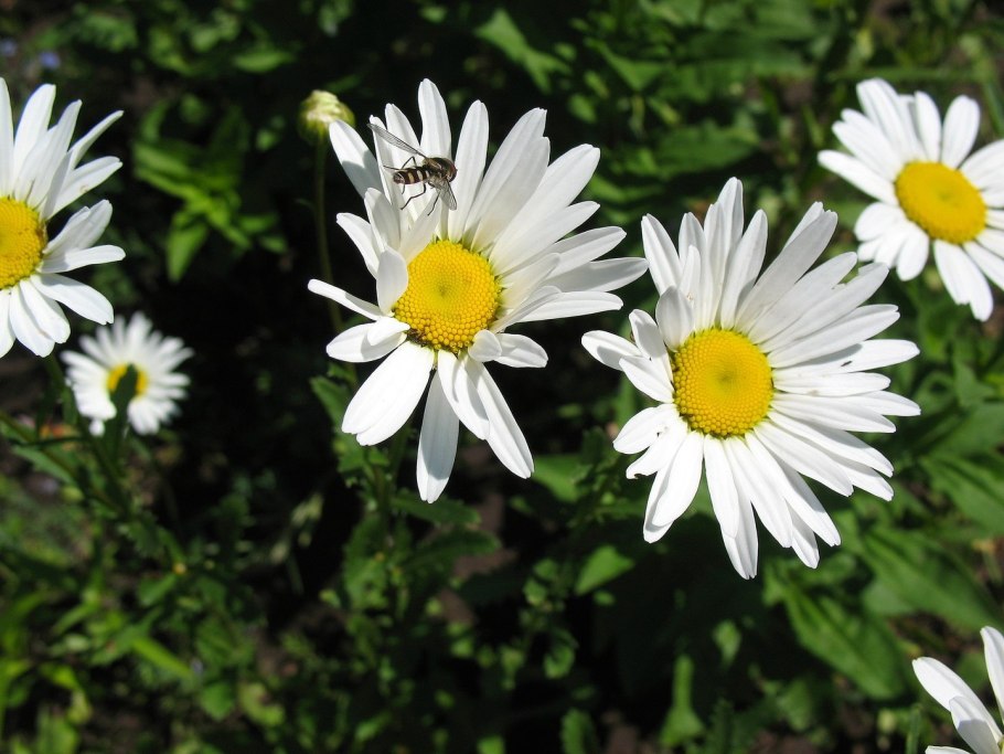 Ромашка Римская Кэнди фото