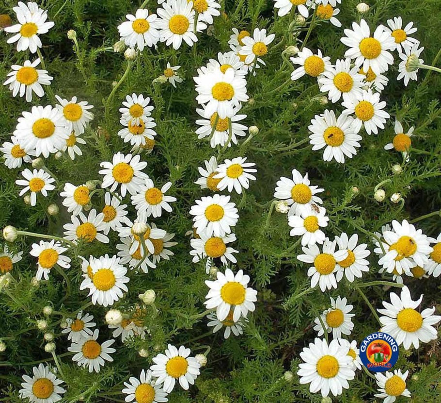 Ромашка Римская (Anthemis Nobilis)