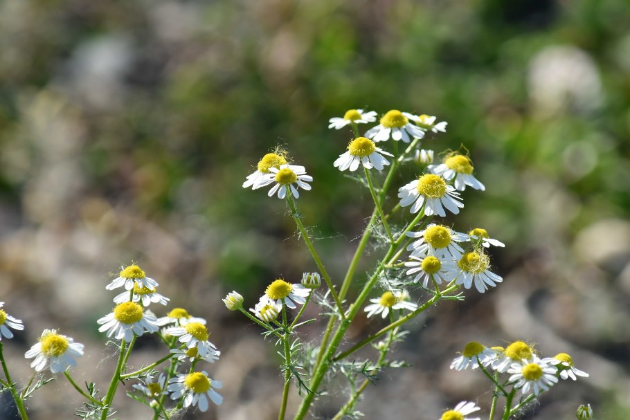 Anthemis Nobilis