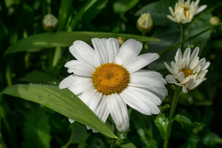 Собачья Ромашка Пупавка
