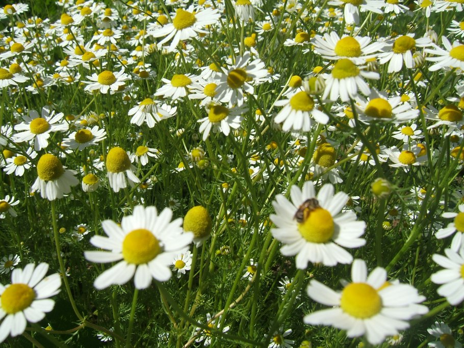 Ромашка Римская Пупавка благородная