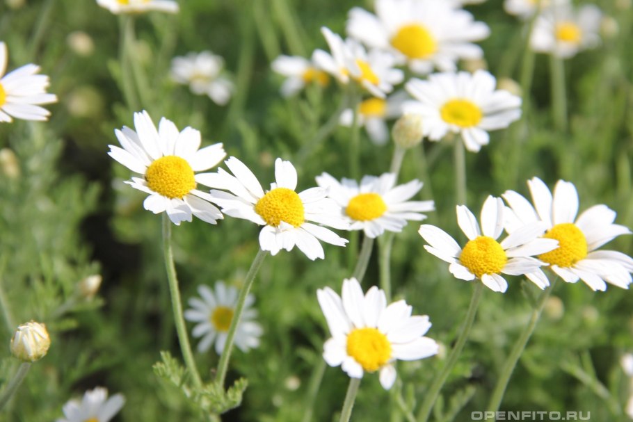 Пупавка гибридная