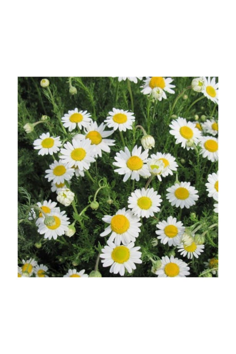 Ромашка римская пупавка благородная