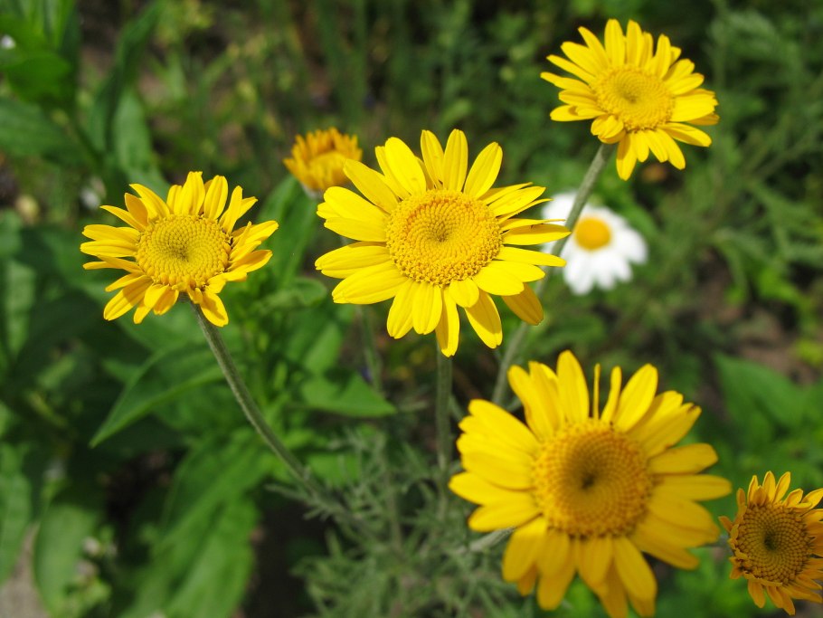 Ромашка розовая