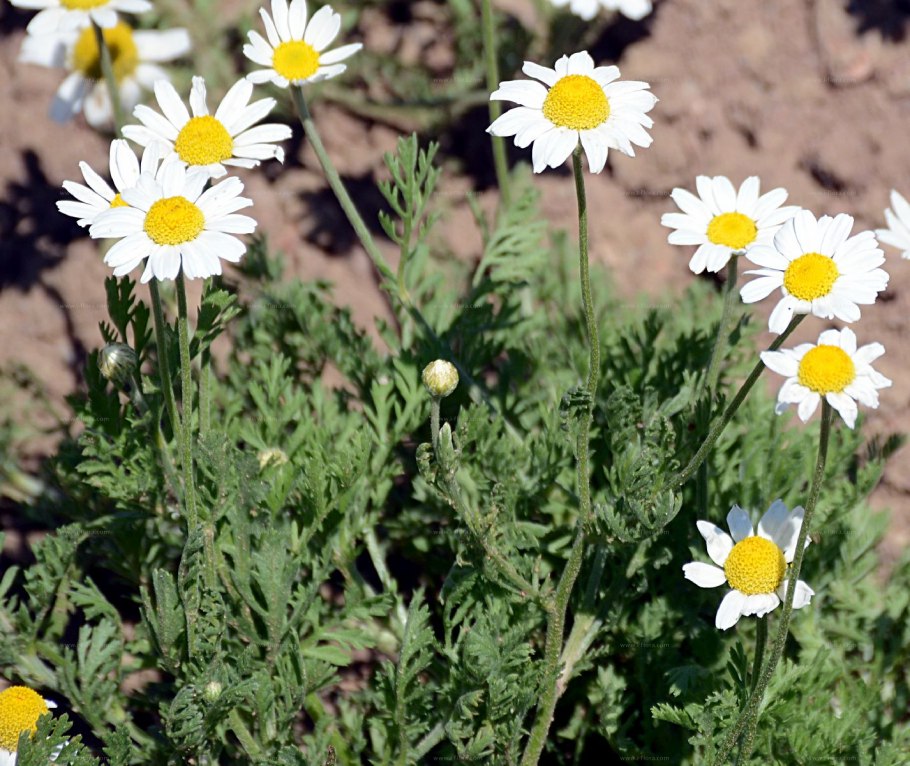 Пупавка Полевая - Ánthemis arvénsis