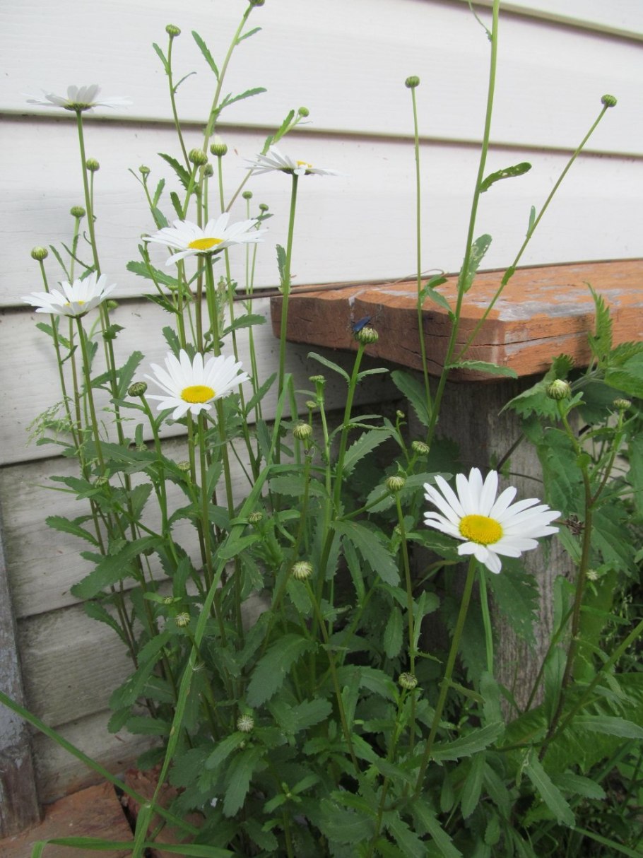 Рамонак. Жевжики