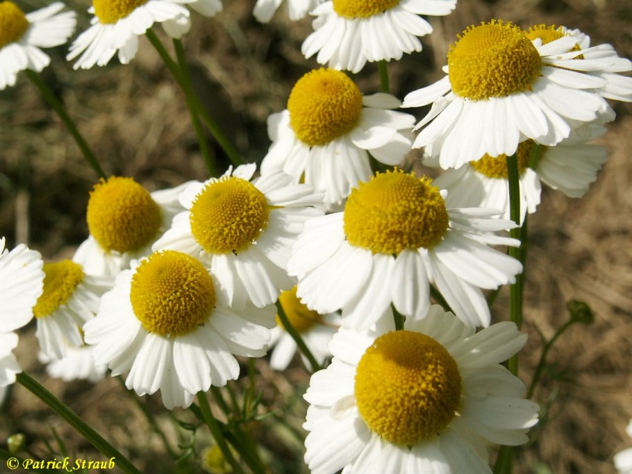 Ромашка Римская Кэнди фото
