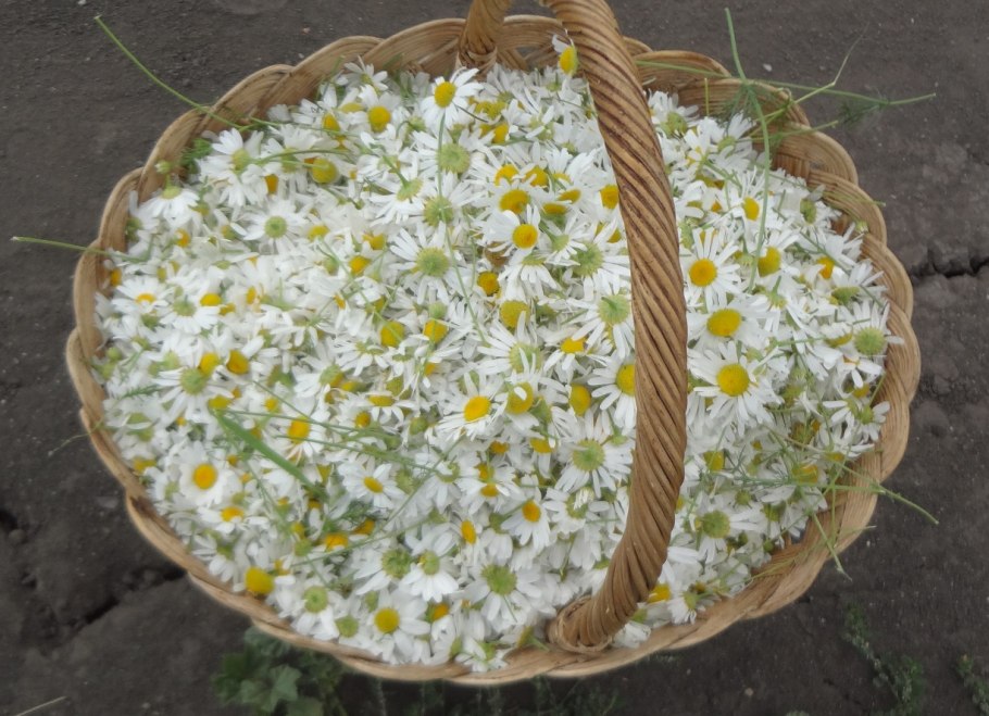 Ромашка Римская Пупавка благородная