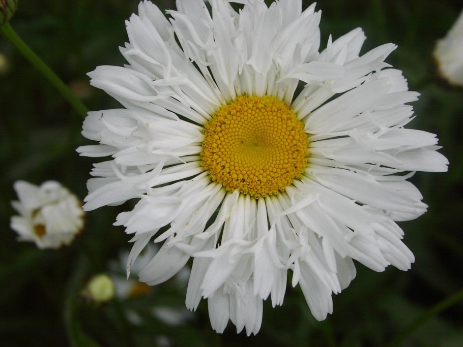 Нивяник обыкновенный