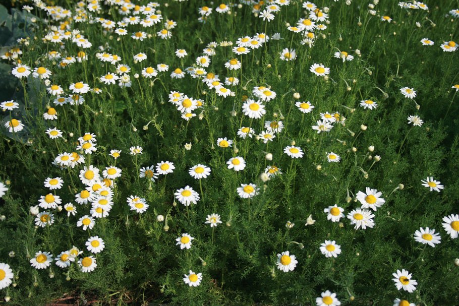 Ромашка Римская (Anthemis Nobilis)