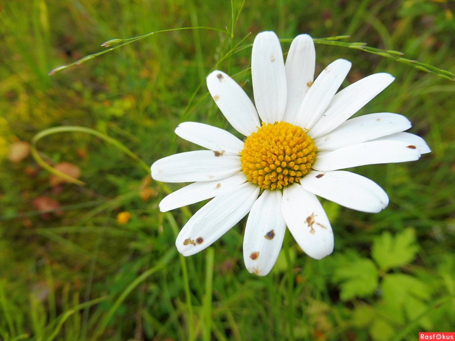 Ромашка (Anthemis Nobilis)