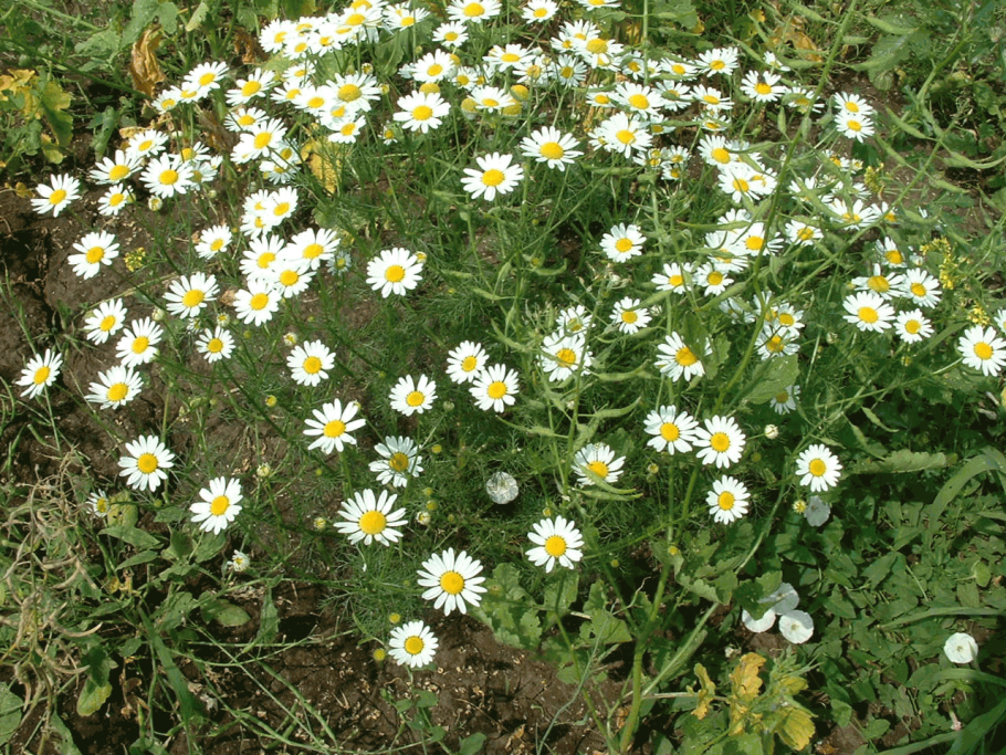 Пупавка благородная
