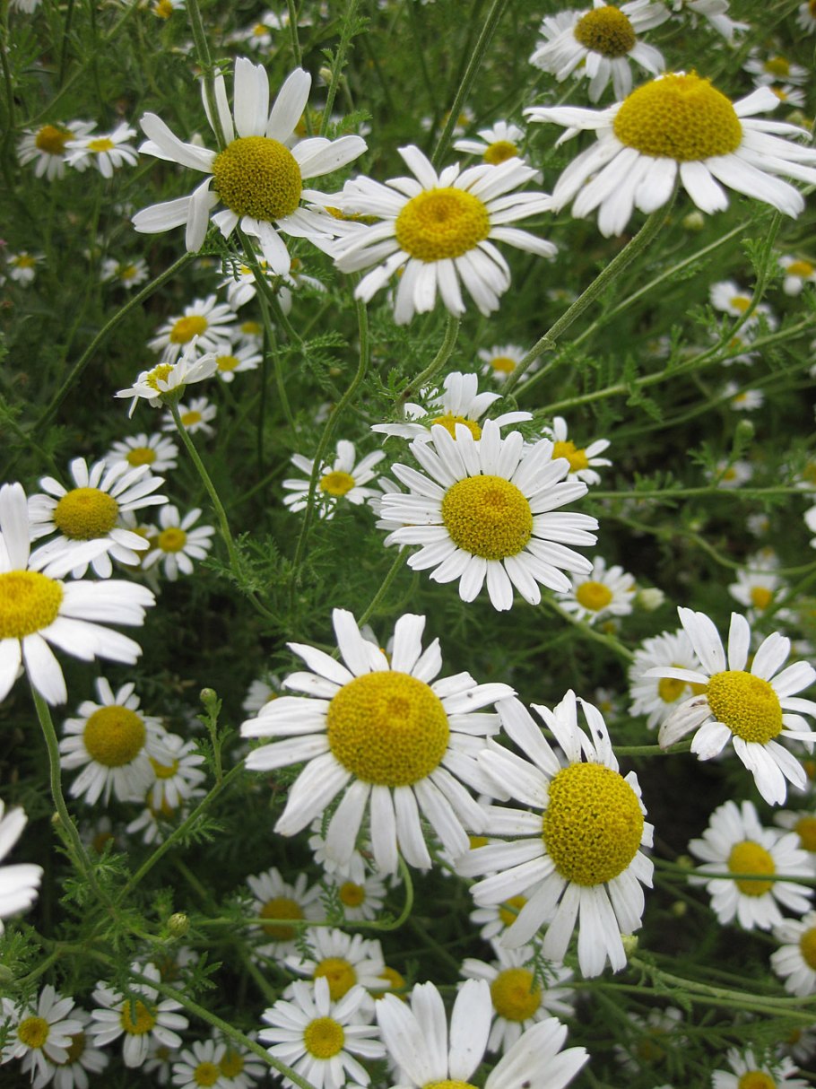 Антемис Пупавка