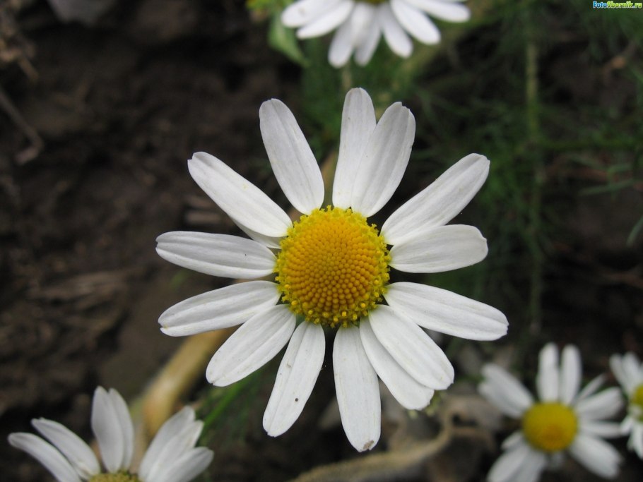 Пупавка красильная