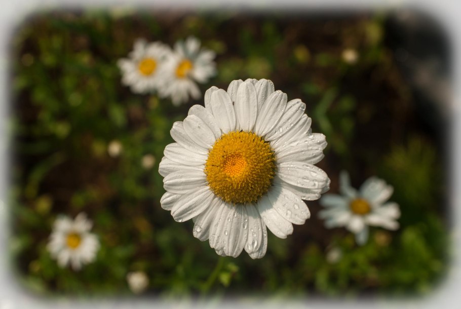 Ромашка Римская (Anthemis Nobilis)