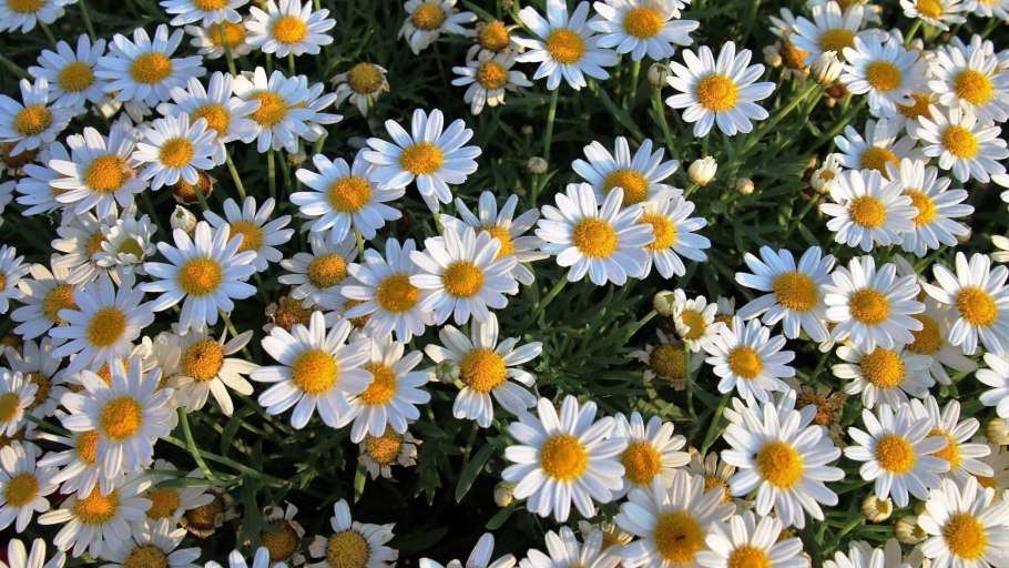 Ромашка непахучая (Matricaria perforata)