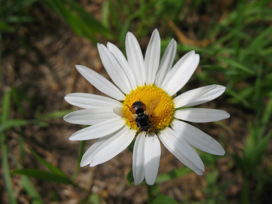 Ромашка обыкновенная