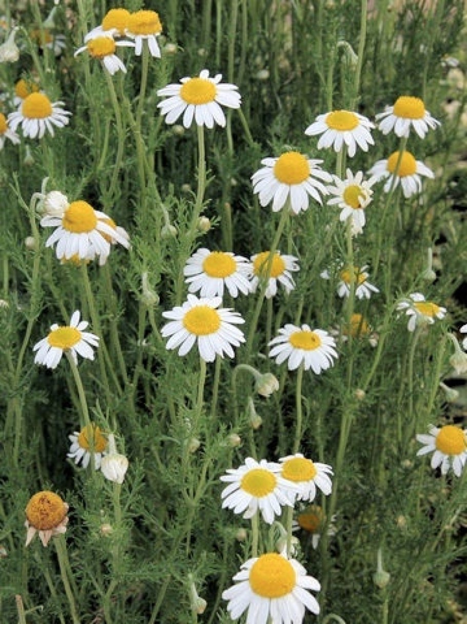 Erigeron karvinskianus