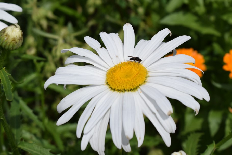 Ромашка цветки