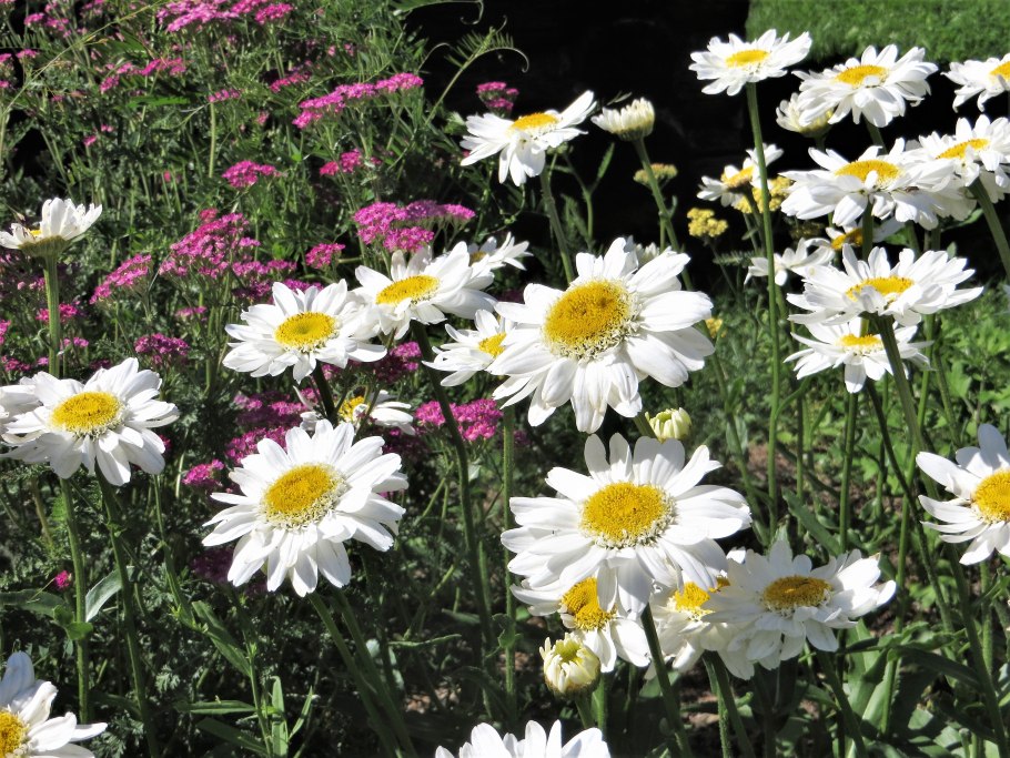 Ромашка римская кэнди